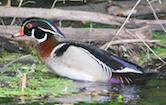 Wood Duck